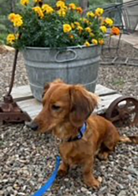 dachshund on a leash sitting by a flower pot